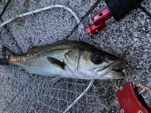 スズキの釣果