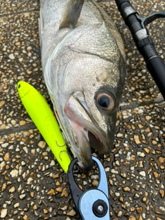 シーバスの釣果