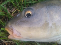 ナマズの釣果