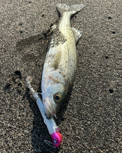 スズキの釣果