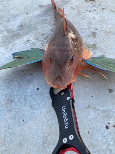 ホウボウの釣果