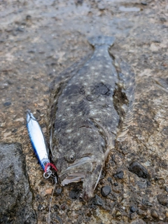 ヒラメの釣果