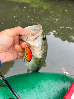 ラージマウスバスの釣果