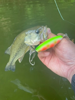 ブラックバスの釣果