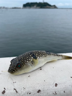 クサフグの釣果