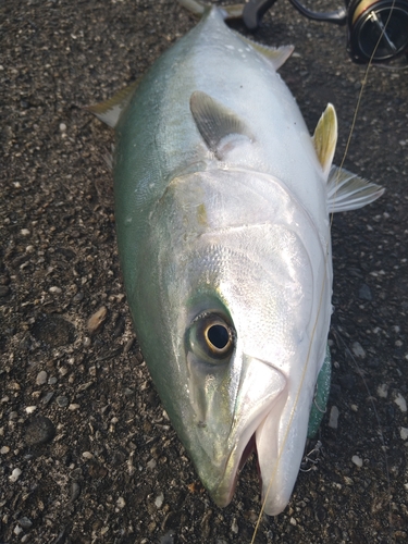 ツバスの釣果