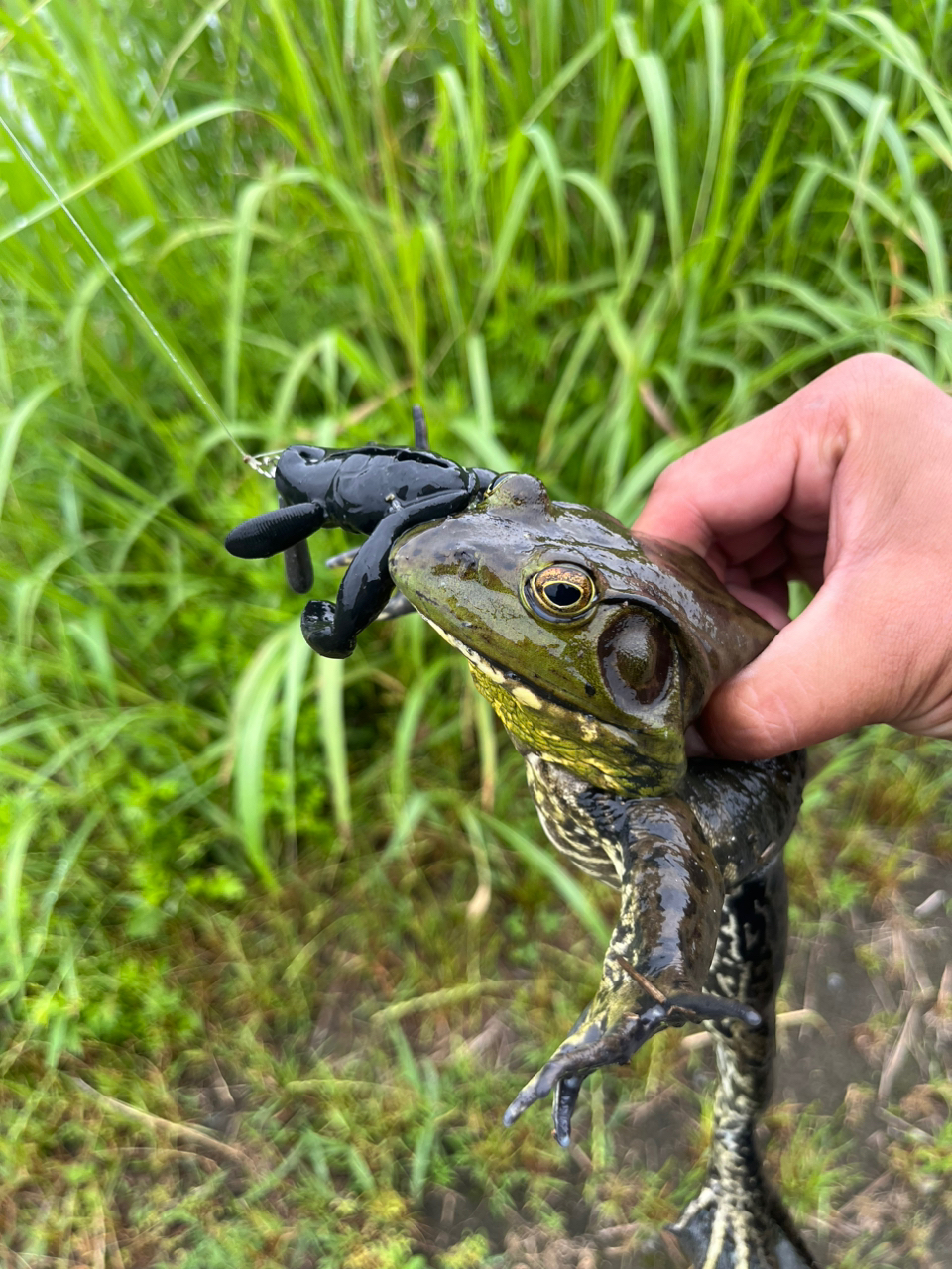 ブラックバス