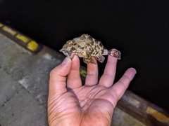 キジハタの釣果