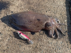 モンゴウイカの釣果