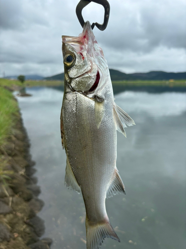 セイゴ（マルスズキ）の釣果