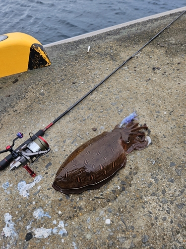 モンゴウイカの釣果