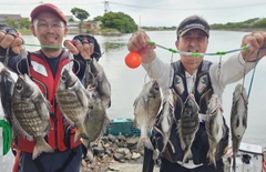 クロダイの釣果