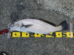 クログチの釣果