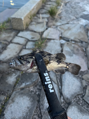 クロソイの釣果