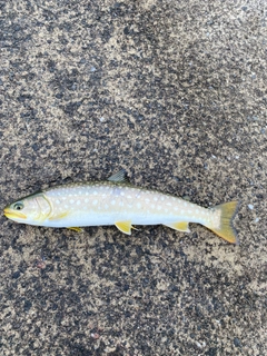 アメマスの釣果