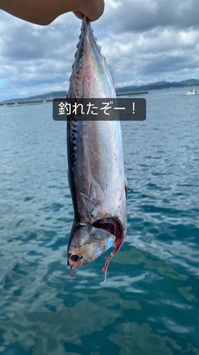 ソウダガツオの釣果