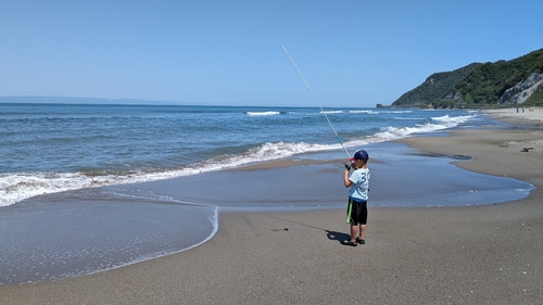 シロギスの釣果