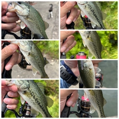 ブラックバスの釣果
