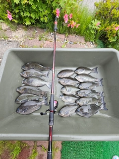 クチブトグレの釣果