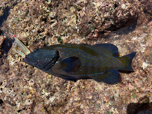 アオノメハタの釣果