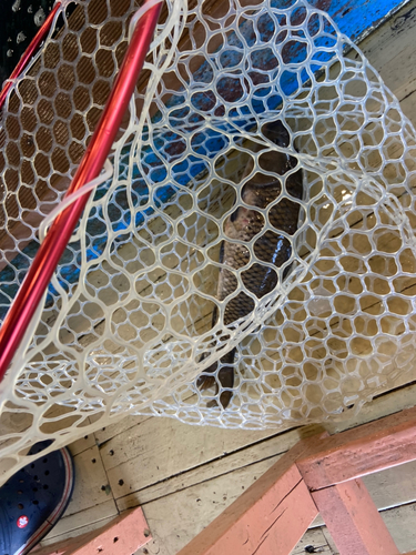 コイの釣果