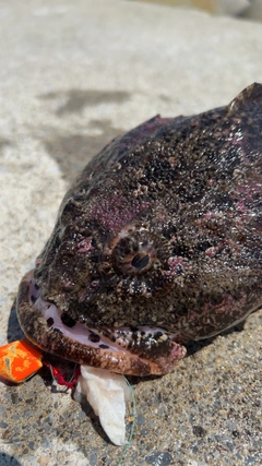 ソゲの釣果