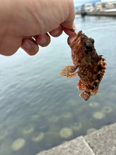 アラカブの釣果