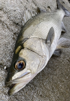 ヒラスズキの釣果