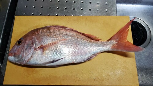 マダイの釣果