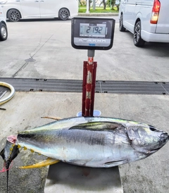 キハダマグロの釣果