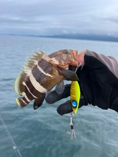 アオハタの釣果