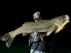 ヒラスズキの釣果