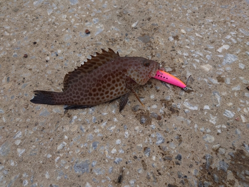 オオモンハタの釣果