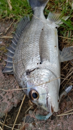 キビレの釣果