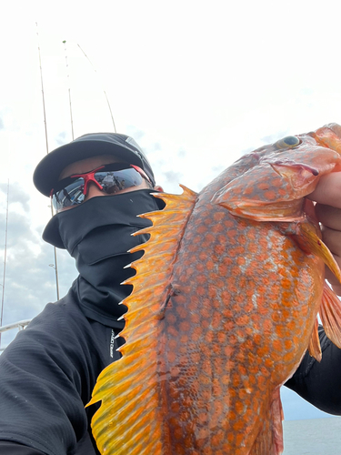 アコウの釣果