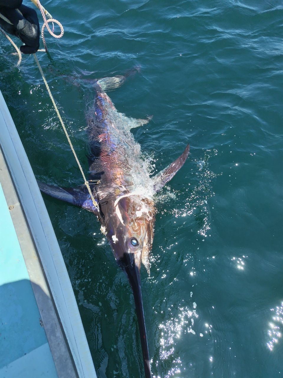 ムラマッティさんの釣果 2枚目の画像