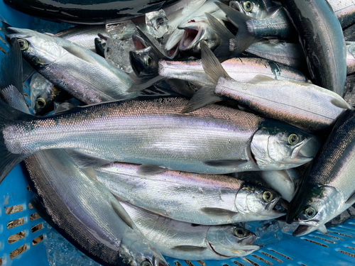 チップの釣果