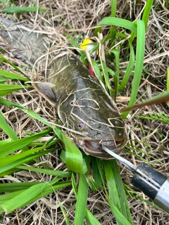 ナマズの釣果