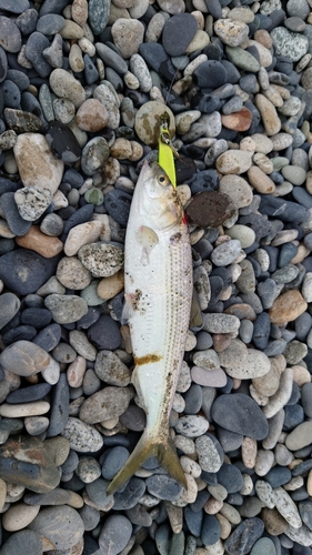 コノシロの釣果