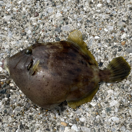 カワハギの釣果