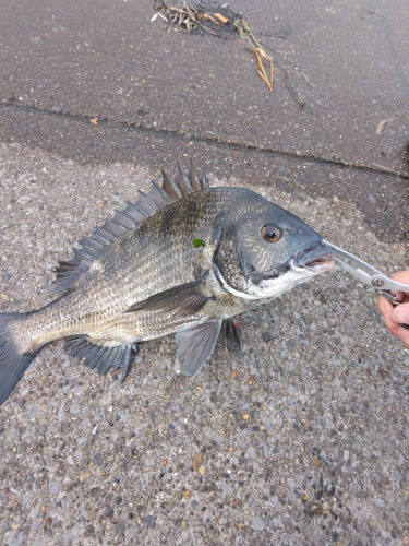 クロダイの釣果