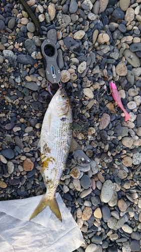 コノシロの釣果