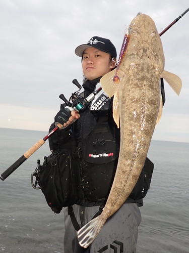 マゴチの釣果