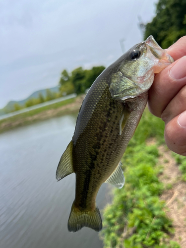 ラージマウスバスの釣果