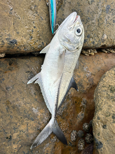 ギンガメアジの釣果