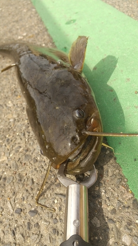 ニホンナマズの釣果