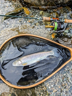 ニジマスの釣果