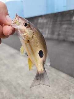 クロホシフエダイの釣果