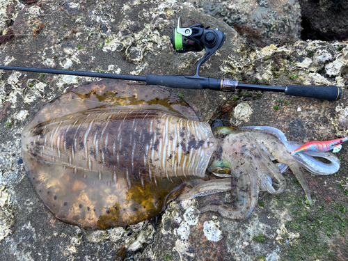 アオリイカの釣果