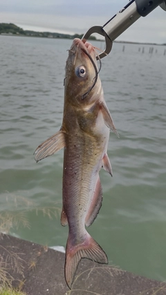 アメリカンキャットフィッシュの釣果